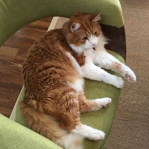 Meet your Posher, Chelsea